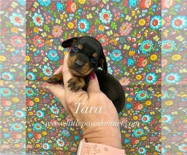 Medium Photo #1 Dachshund Puppy For Sale in WINNSBORO, LA, USA