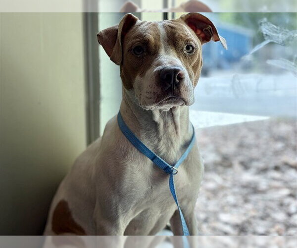 Medium Photo #1 American Staffordshire Terrier Puppy For Sale in Tavares, FL, USA