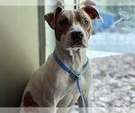 Small American Staffordshire Terrier