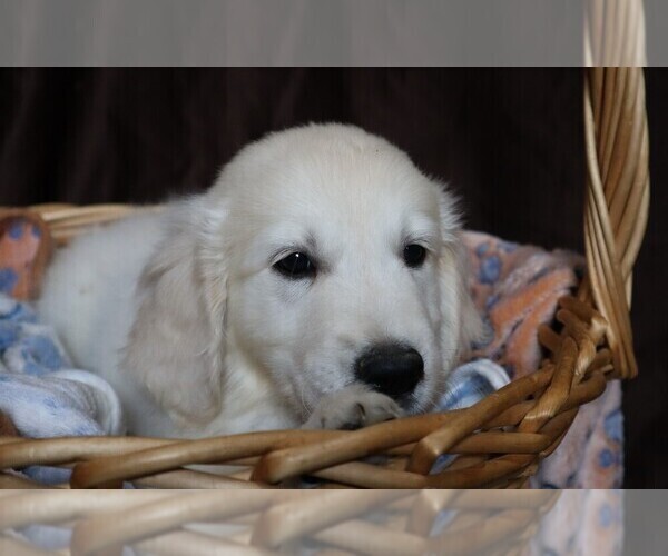 Medium Photo #3 English Cream Golden Retriever Puppy For Sale in LANCASTER, WI, USA