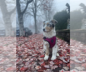 Australian Shepherd Puppy for sale in OREGON CITY, OR, USA