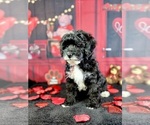 Small #7 Goldendoodle (Miniature)