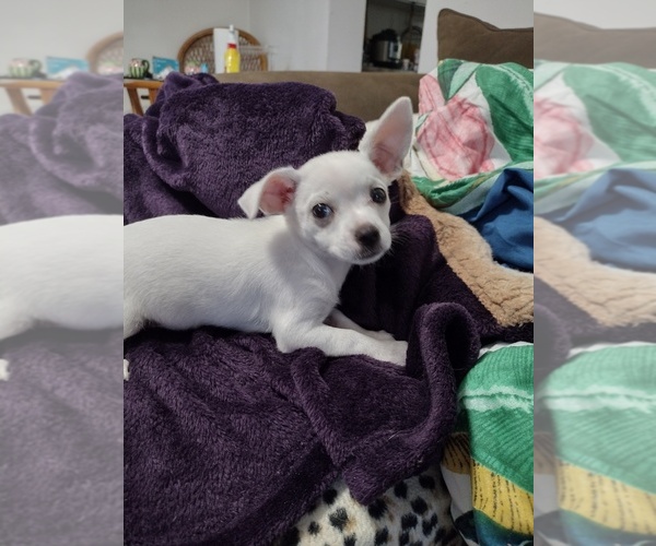 Medium Photo #5 Chihuahua Puppy For Sale in NEW PORT RICHEY, FL, USA