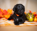 Small Photo #2 Labradoodle Puppy For Sale in PEYTON, CO, USA
