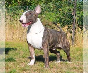 Father of the Bull Terrier puppies born on 01/12/2022