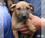 Small #3 Retriever  Mix