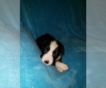 Puppy Pongo Border Collie