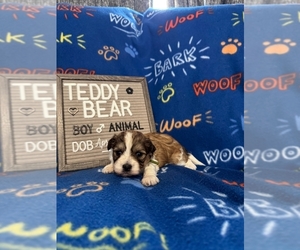 Zuchon Litter for sale in NEW YORK MILLS, MN, USA