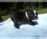 Small #3 Boston Terrier