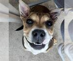 Small Mutt
