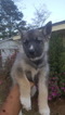 Small Photo #1 Siberian Husky Puppy For Sale in FAYETTEVILLE, NC, USA