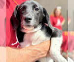 Small #2 Labrador Retriever Mix