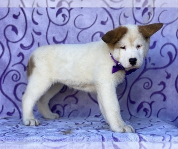 Full screen Photo #4 Akita Puppy For Sale in LANCASTER, PA, USA
