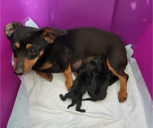 Mother of the Chiweenie-Dachshund Mix puppies born on 02/01/2023