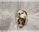 Small Photo #25 Brittany Puppy For Sale in ORRUM, NC, USA