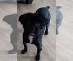 Small #1 Poodle (Toy) Mix