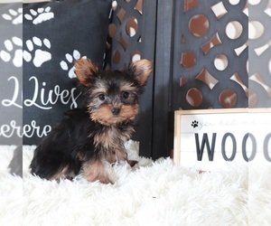 Yorkshire Terrier Puppy for sale in MOUNT VERNON, OH, USA