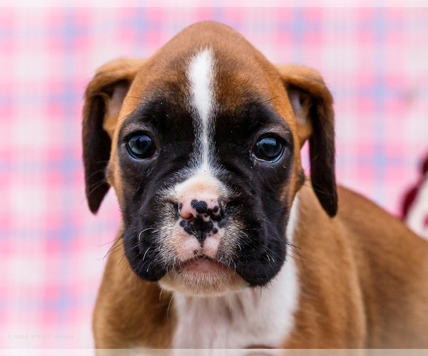 Medium Photo #19 Boxer Puppy For Sale in WAKARUSA, IN, USA