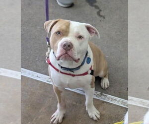 American Pit Bull Terrier-Unknown Mix Dogs for adoption in Rochester, NY, USA