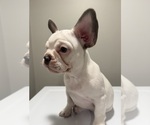 Small #2 French Bulldog