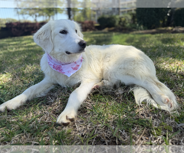 Medium Photo #6 Great Pyrenees Puppy For Sale in Dallas, TX, USA