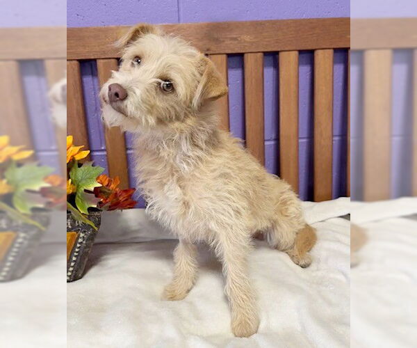 Medium Photo #4 Cairn Terrier-Unknown Mix Puppy For Sale in Genesee, WI, USA