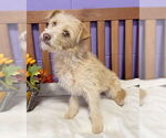 Small #3 Cairn Terrier Mix