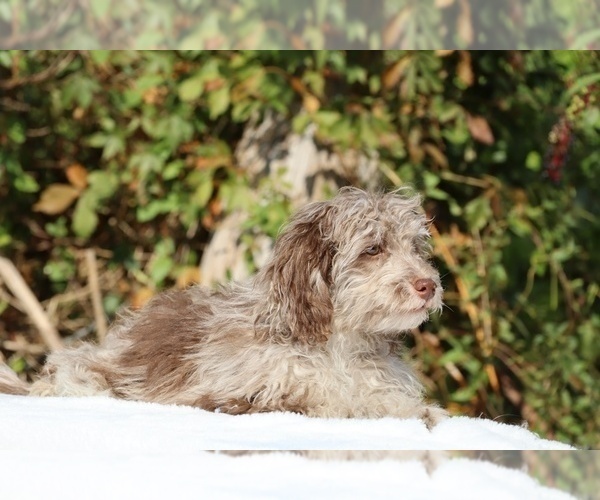 Medium Photo #15 ShihPoo Puppy For Sale in DYERSBURG, TN, USA