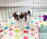 Small #7 ShihPoo