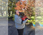 Small Photo #6 Mutt Puppy For Sale in Clarkston, MI, USA