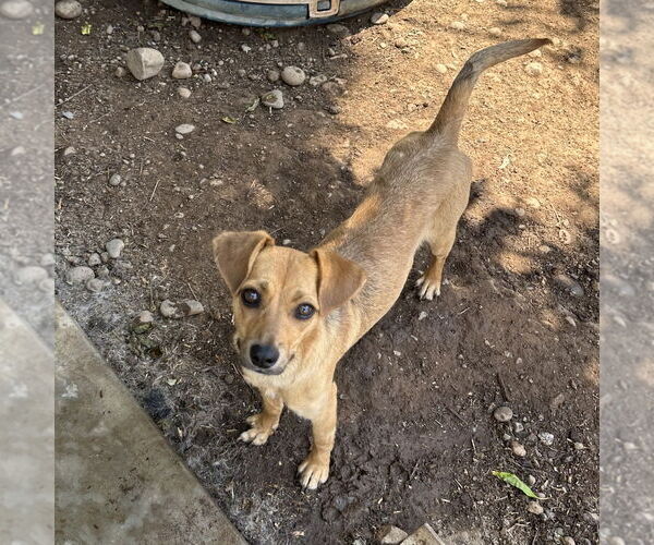 Medium Photo #2 Chiweenie Puppy For Sale in Chico, CA, USA