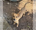 Small #1 Chiweenie