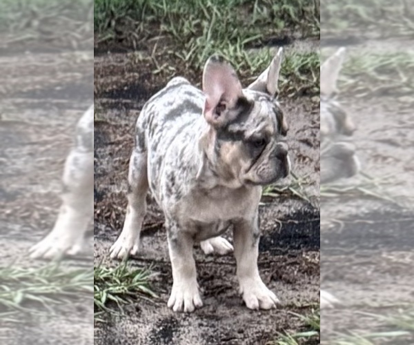 Medium Photo #8 French Bulldog Puppy For Sale in LAKE WALES, FL, USA