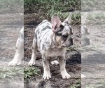 Small Photo #30 French Bulldog Puppy For Sale in LAKE WALES, FL, USA