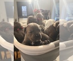Puppy Orange Male Cane Corso
