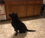 Small Photo #1 Labrador Retriever Puppy For Sale in DEWITT, VA, USA