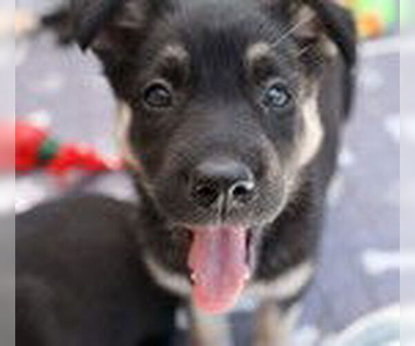 Medium Photo #2 Mutt Puppy For Sale in Fremont, CA, USA