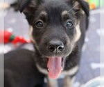 Small #1 Mutt