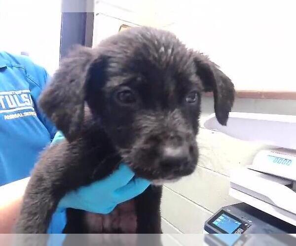Medium Photo #1 Mutt Puppy For Sale in Tulsa, OK, USA