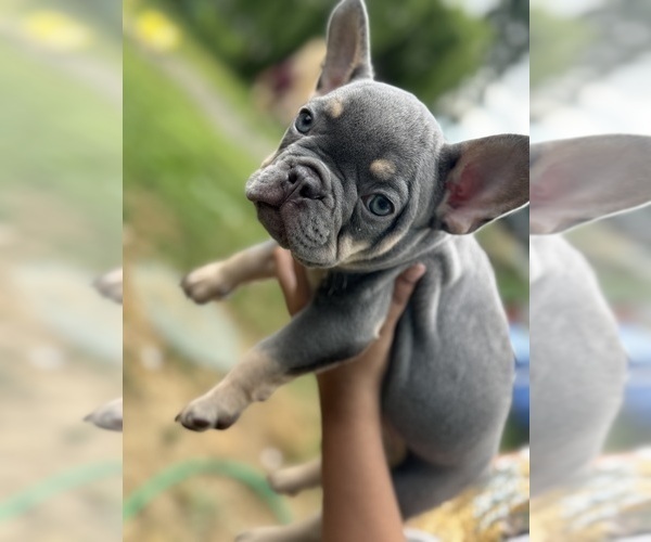 Medium Photo #7 French Bulldog Puppy For Sale in KENT, WA, USA