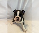 Puppy Boy 1 puppy Boston Terrier