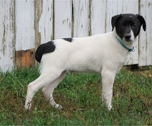 Jack Russell Terrier-Unknown Mix Puppy for sale in FREDERICKSBG, OH, USA