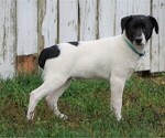 Small Photo #1 Jack Russell Terrier-Unknown Mix Puppy For Sale in FREDERICKSBG, OH, USA