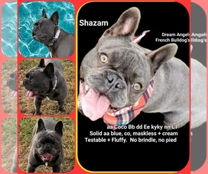 Father of the French Bulldog puppies born on 06/05/2026