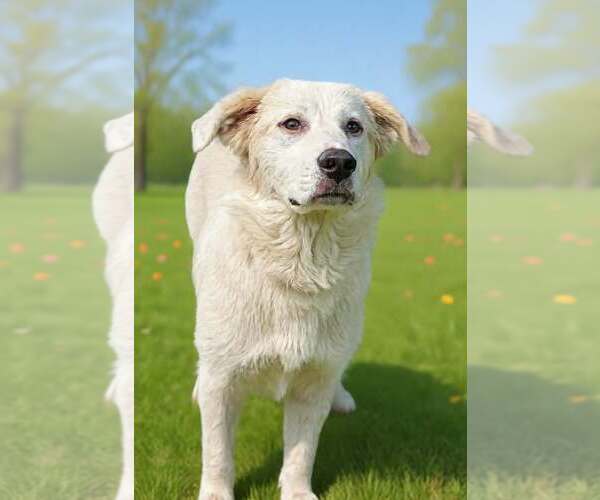 Medium Photo #6 Golden Pyrenees Puppy For Sale in Talladega, AL, USA