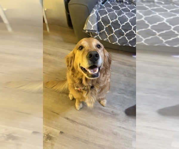 Medium Photo #1 Golden Retriever Puppy For Sale in DENAIR, CA, USA