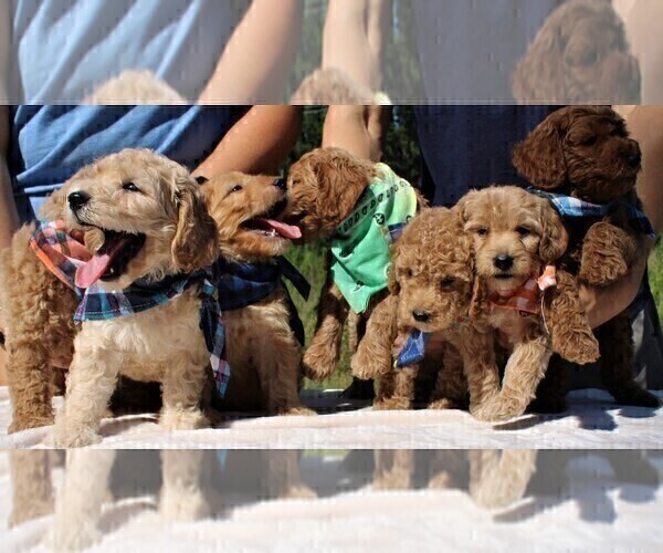 Medium Photo #50 Goldendoodle Puppy For Sale in TIMBERLAKE, NC, USA
