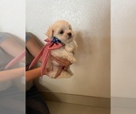 Small Photo #3 Maltese Puppy For Sale in CLEWISTON, FL, USA