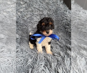 Poodle (Toy) Puppy for sale in JEFFERSONVILLE, IN, USA