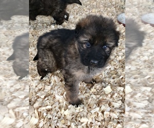 German Shepherd Dog Puppy for sale in MULDROW, OK, USA